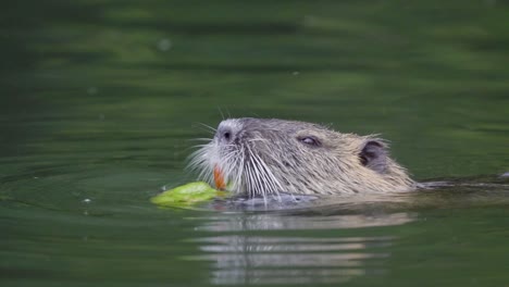 primer plano de un coipo comiendo comida con sus grandes incisivos naranjas mientras flota en un estanque
