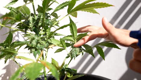spraying a cannabis plant outdoor