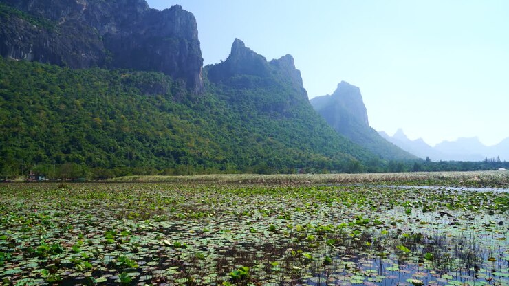 beautiful wood walk way at Sam Roi Yot Freshwater Marsh or Bueng Bua Khao Sam Roi Yot National Park in Thailand