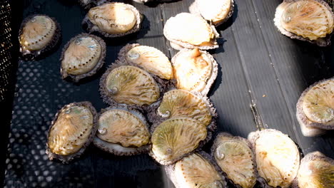 beautiful live abalone  gliding around; commercial farming