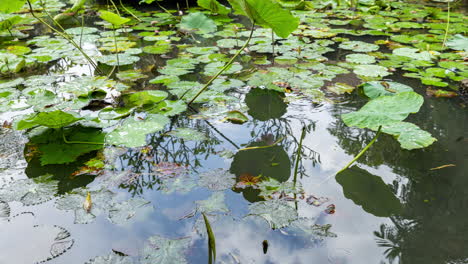 timelpase of a peaceful lotus pond in bali