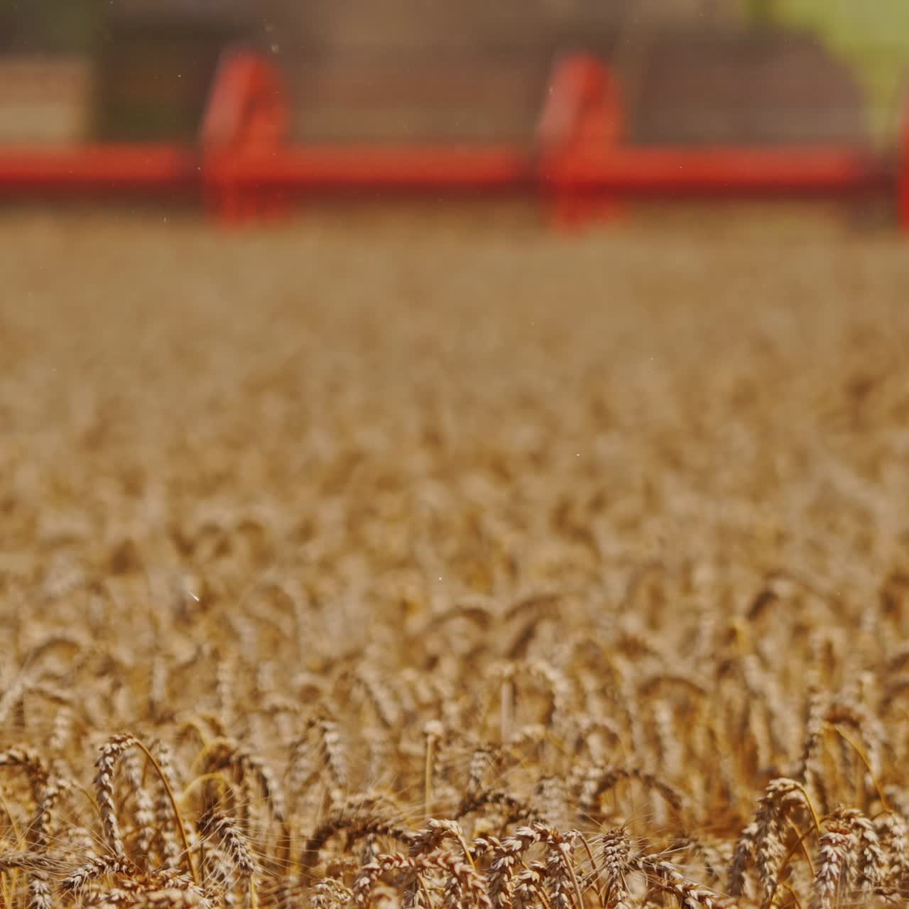 Ripe wheat on the field. Golden spikelets of wheat. Detail of combine harvester cutting blades during agricultural works. Close-up.