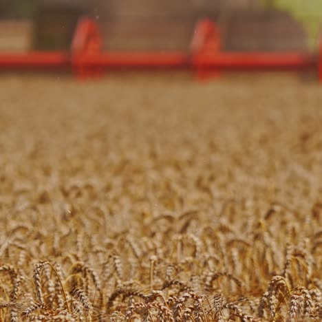 ripe wheat on the field. golden spikelets of wheat. detail of combine harvester cutting blades during agricultural works. close-up.