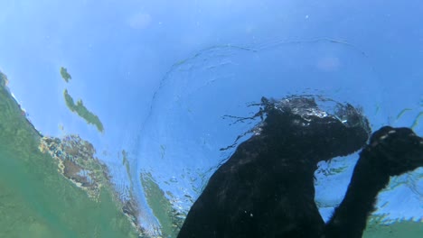 slow motion, black dog swim on surface of water in sunlight. close-up, underwater shot. red sea, dahab, egypt