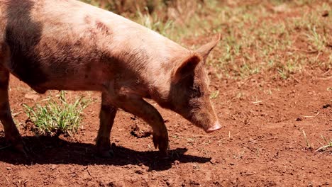 cerdo en un campo