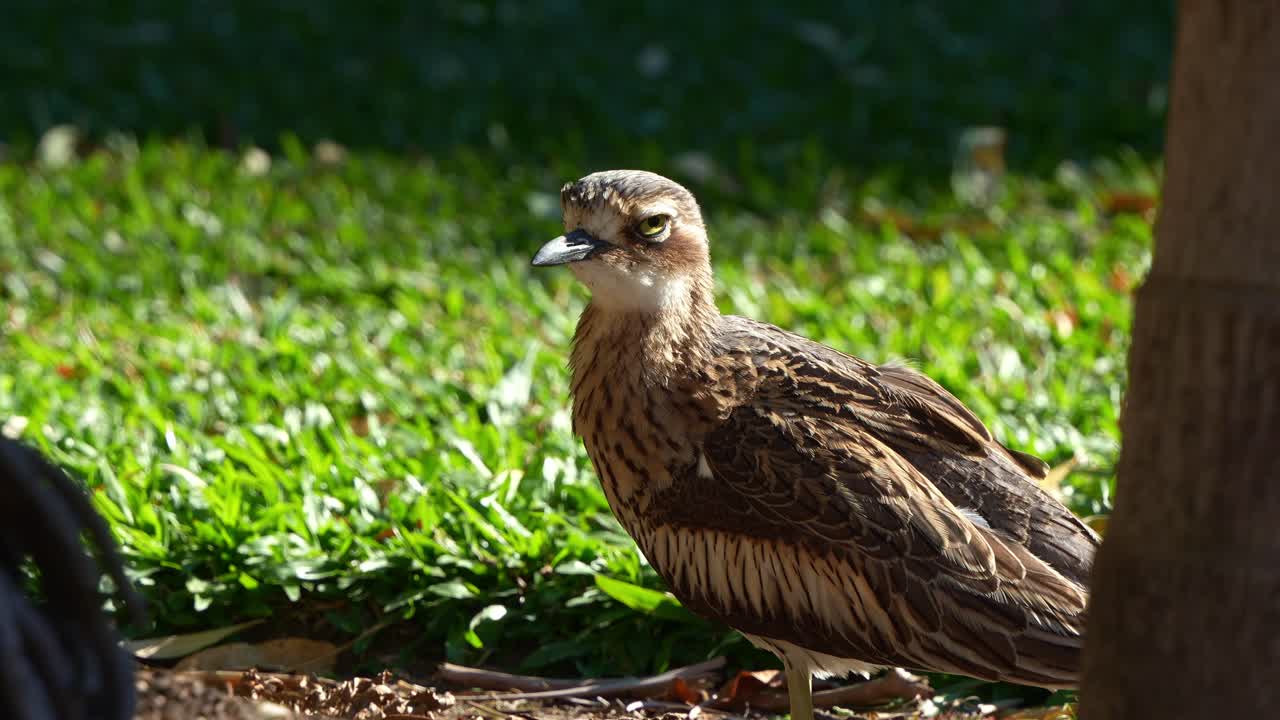 nocturno que vive en el suelo, burhinus grallarius, con los ojos medio abiertos, durmiendo bajo las sombras en un parque urbano, tiro de cerca