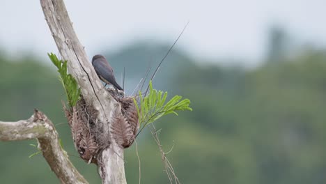 visto desde su espalda moviendo su cola mientras cuida de sus crías durante un día de viento, la golondrina de ceniza artamus fuscus, tailandia