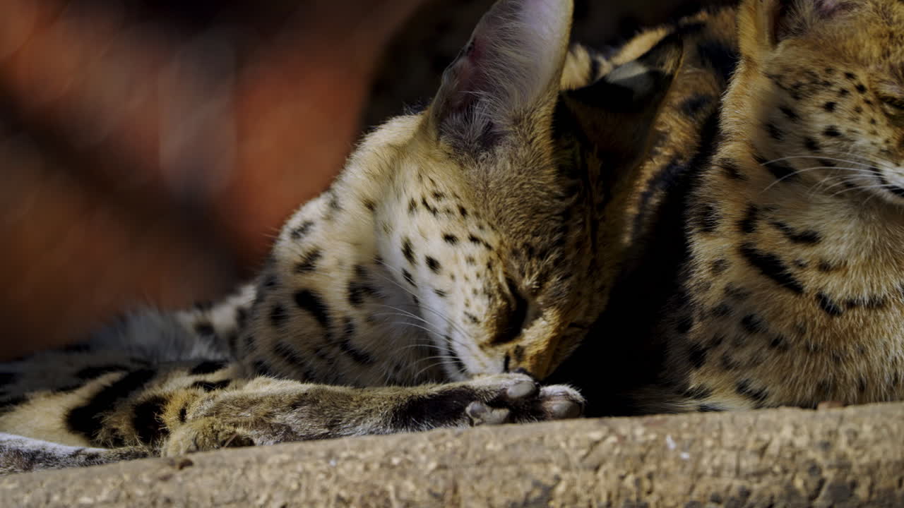 Serval Licking Paw