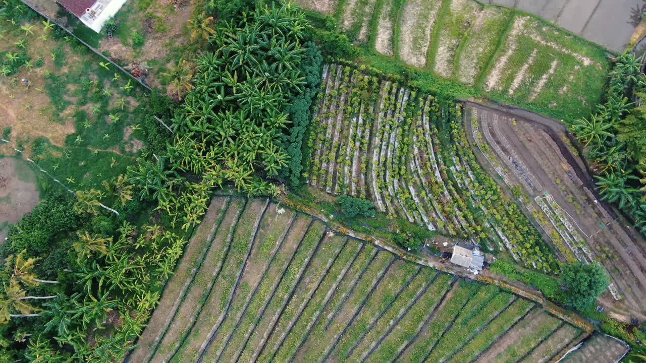 푸른 농경지 의 공중 전망
