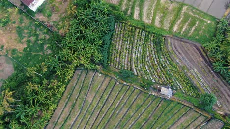 aerial view of lush green farmland