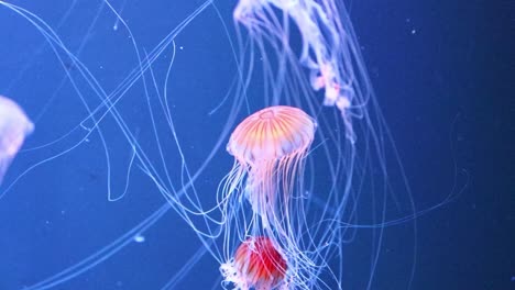 siguiendo una hermosa y única medusa en un tanque de acuario como si estuviera en el océano