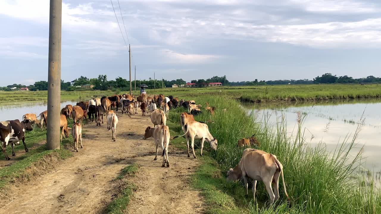 Animal Farming With A Large Herd Of Cows Crossing A Dirt Road Through Fields. Wide Shot