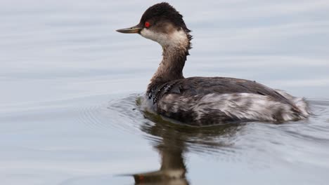 Eared-Grebe,-Podiceps-nigricollis