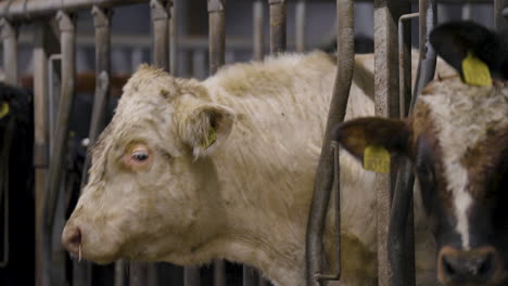 beef cattle with heads outside pens waiting in anticipation for feed