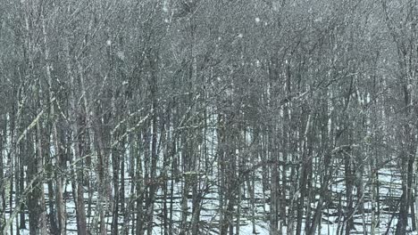 very heavy snowfall in a dense, beautiful forest - slow motion