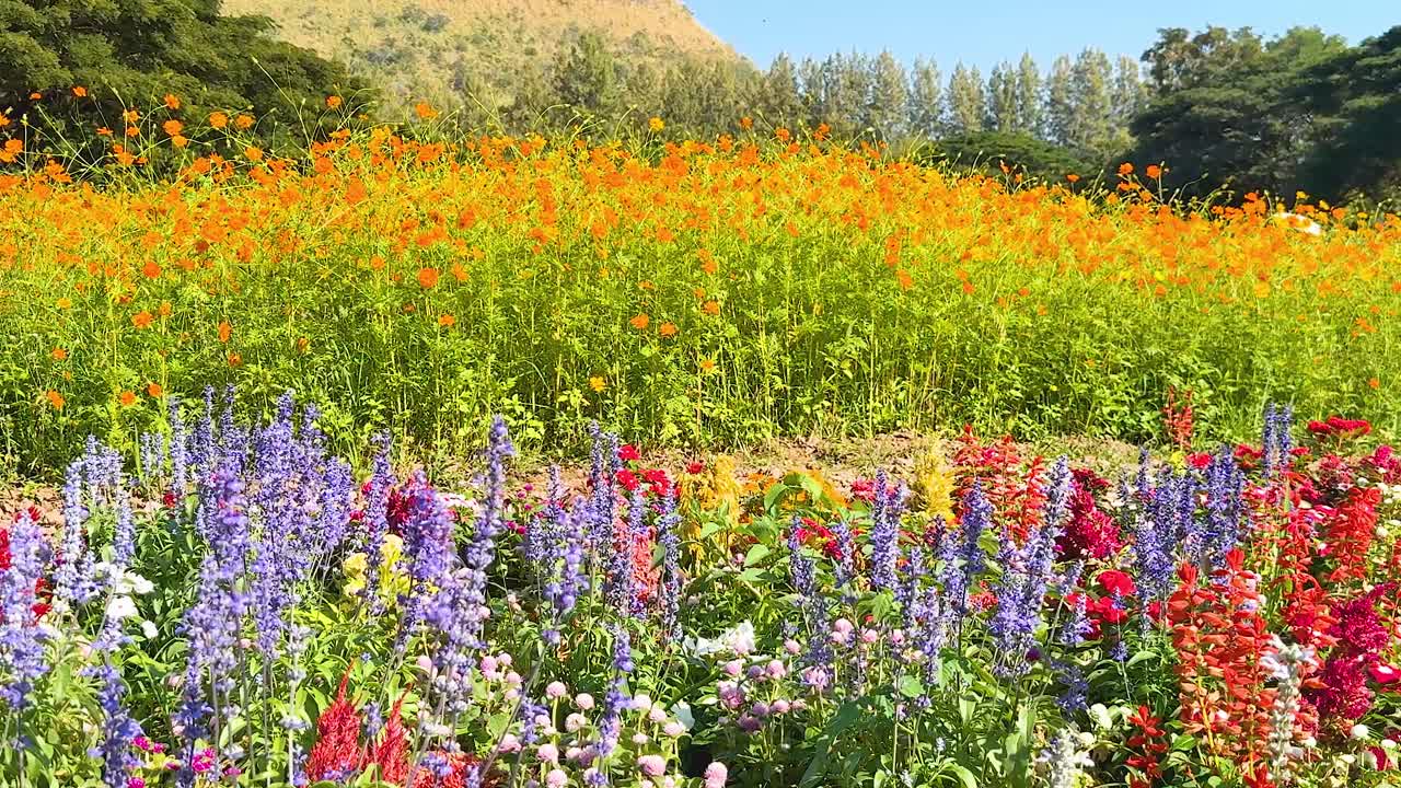 아름다운 정원에서 다채로운 꽃이 피고 있습니다.