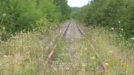 nature is overtaking its throne on an abandoned railroad surrounded by trees