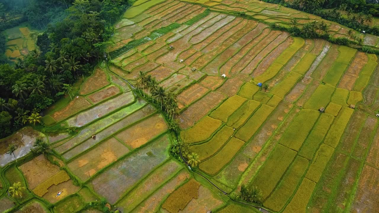 красивые кинематографические кадры с беспилотника убуд, бали с экзотической рисовой террасой, небольшими фермами и агролесомелиоративной плантацией