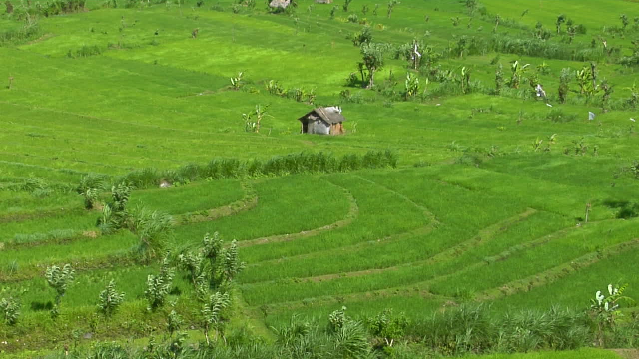 ветер дует по пышному зеленому полю террасной рисовой фермы