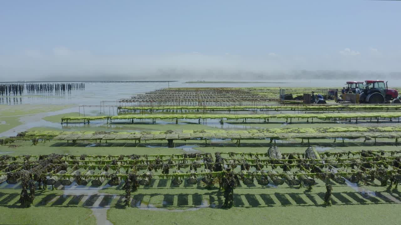 프랑스 브리타니 근처 썰물 때 농장에서 신선한 굴을 수확하는 트랙터를 가진 재배자