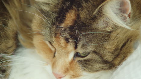 Closeup-shot-of-a-Norwegian-forest-cats-face,-blinking-multiple-times