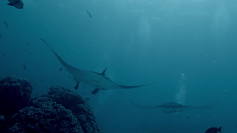 experience the awe-inspiring sight of giant manta rays gliding gracefully over a bustling cleaning station in rasdhoo atoll, maldives.