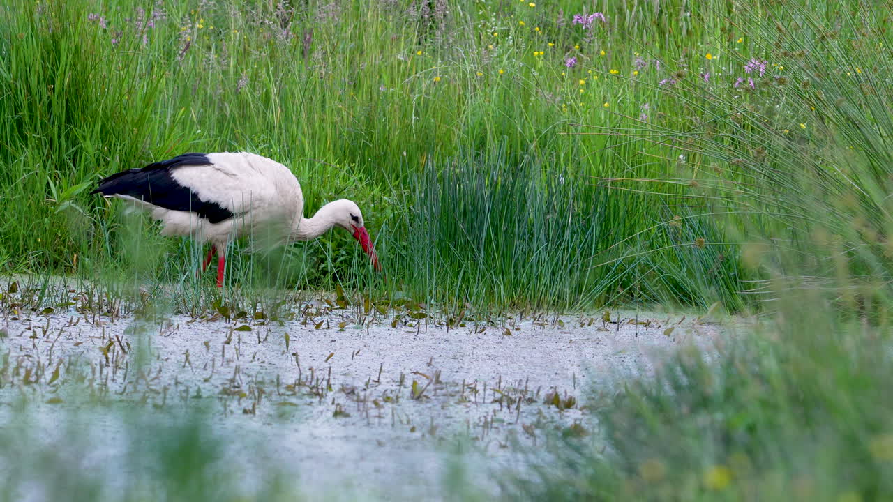 White stork standing still in shallow pond water surrounded by lush greenery and reeds.