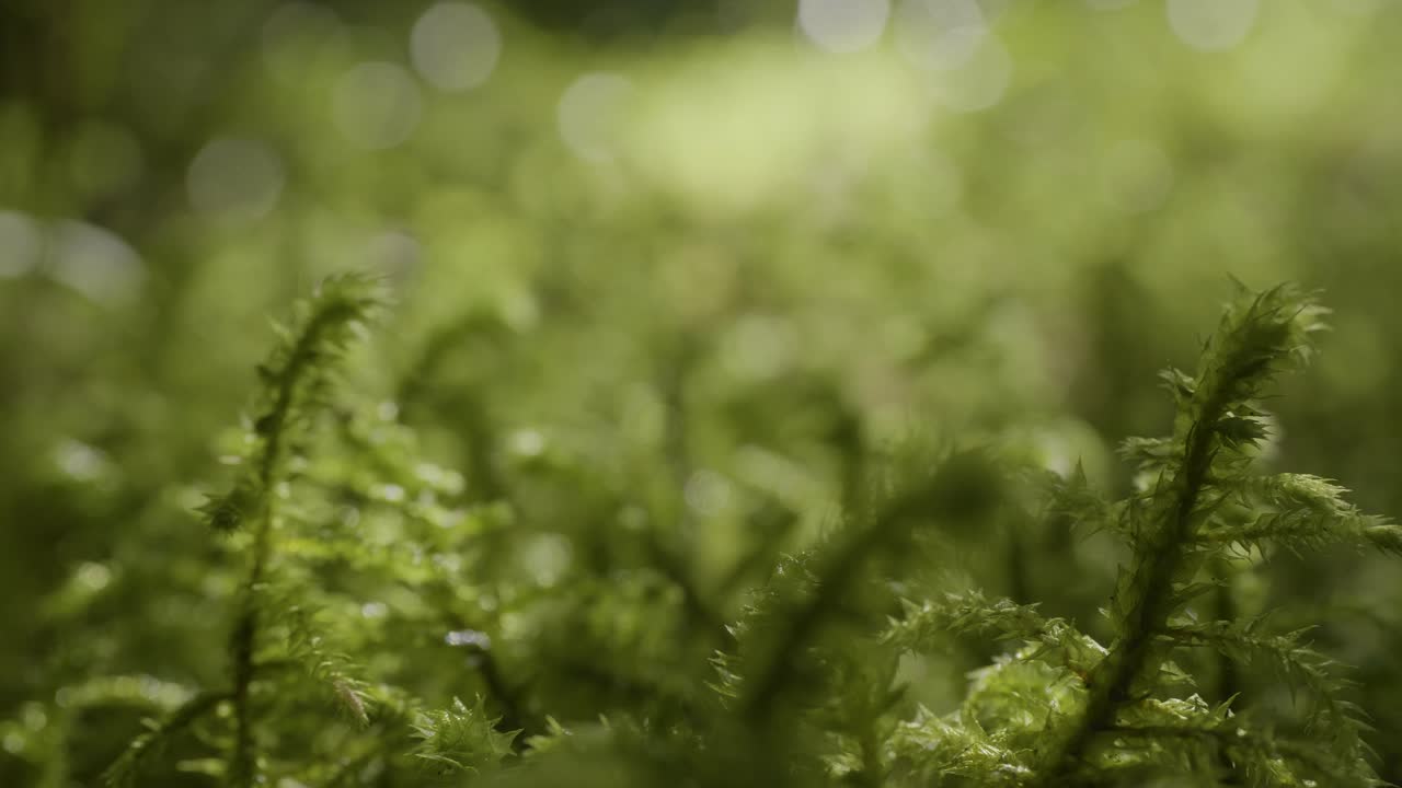 primer plano de musgo en un bosque