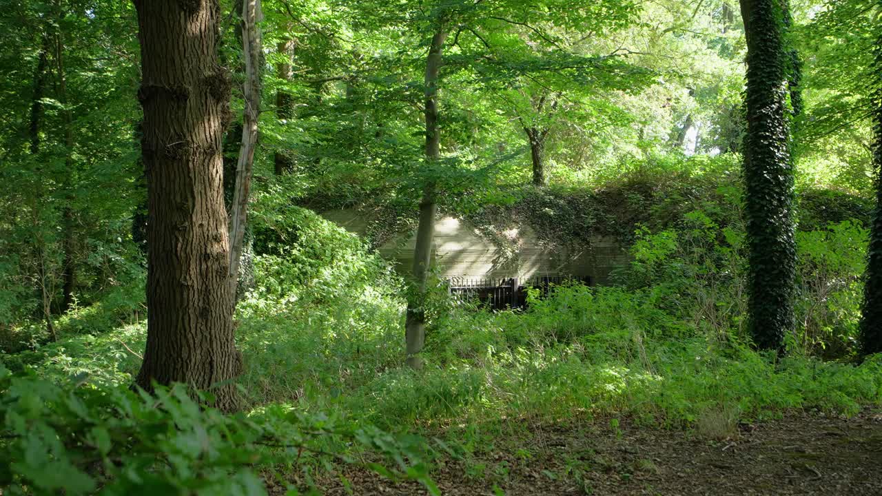 Reveal of old historic hidden World War II bunker overgrown by weeds and plants