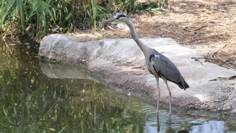 primer plano de la garza gris salvaje de pie en la orilla del lago y mirando a los peces