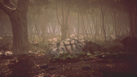 Wurzeln-Eines-Baumes-In-Einem-Nebligen-Wald