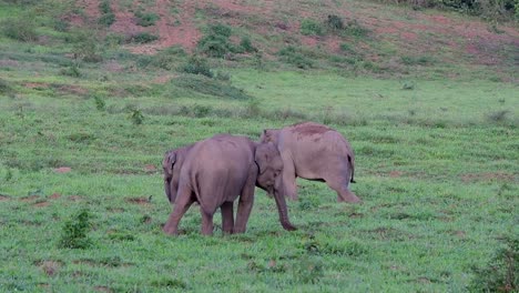 Los-Elefantes-Asiáticos-Son-Especies-En-Peligro-De-Extinción-Y-También-Son-Residentes-De-Tailandia