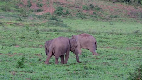 los elefantes asiáticos son especies en peligro de extinción y también son residentes de tailandia