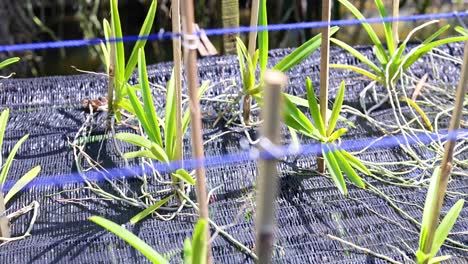 orchids growing on mesh at a market