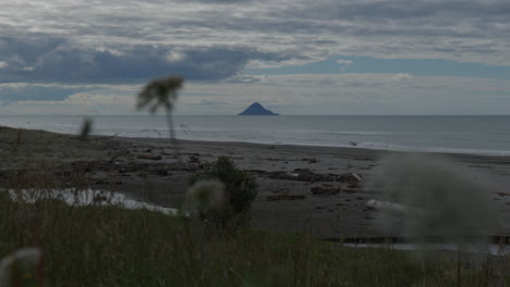 island through flowers blowing on the beach at opotiki, new zealand.
