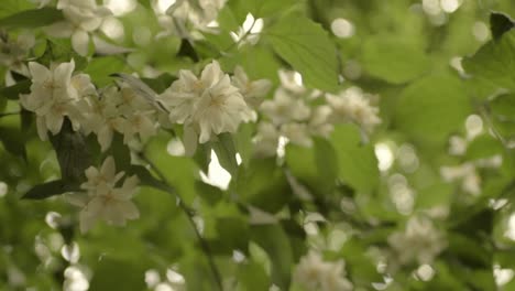 blackberry bush in flower in summertime