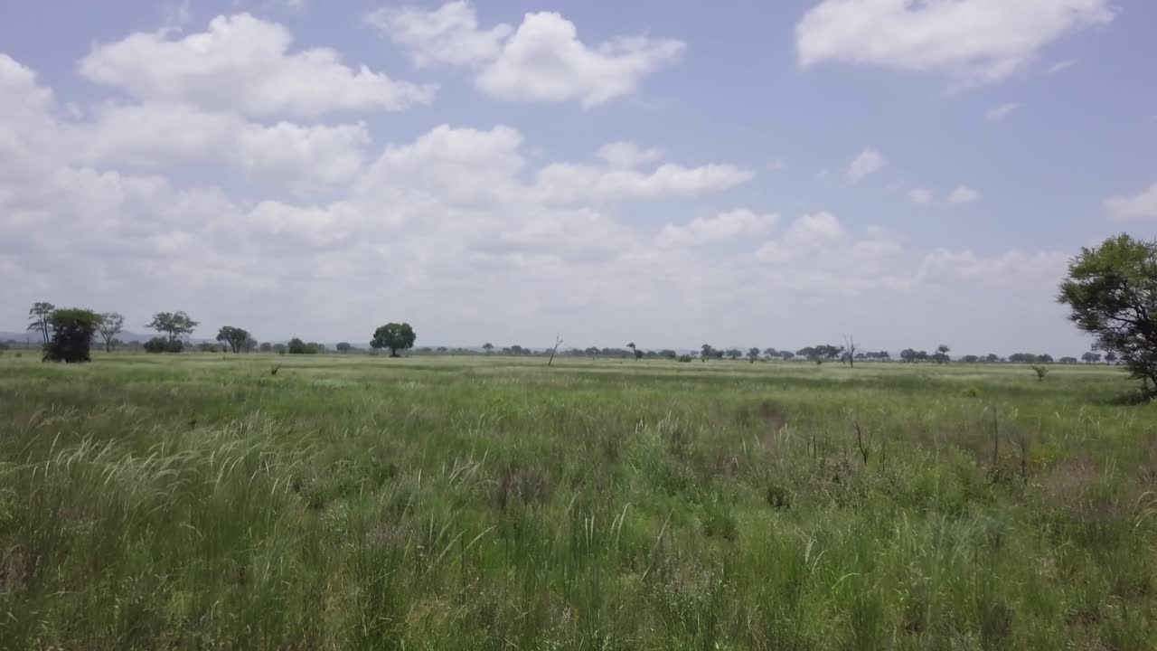 Flying llike the wind over grass in africa