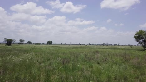 Flying-llike-the-wind-over-grass-in-africa