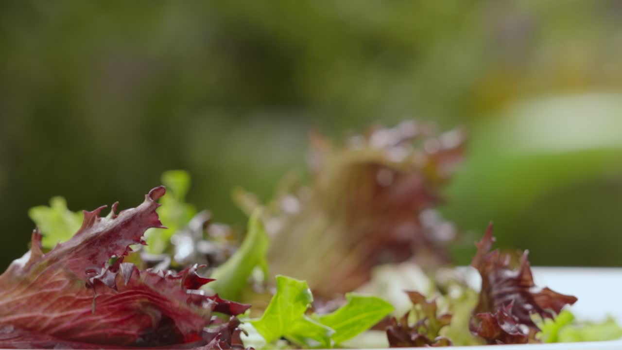 macro primer plano de ensalada orgánica sostenible hojas de lechuga cayendo a cámara lenta al aire libre con fondo natural - concepto de alimentación saludable comida 4k clip