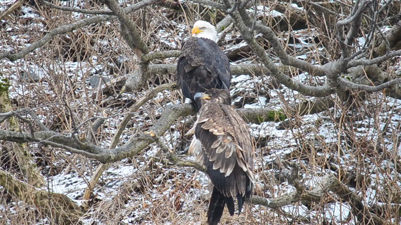un águila calva madura junto con un águila calva juvenil se sientan en los alisos de la isla kodiak alaska durante una tormenta de nieve invernal