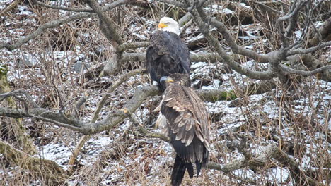 a mature bald eagle along with a juvenile bald eagle sit in the think alder trees of kodiak island alaska during a winter snow storm