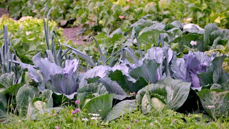 closeup of a vegetable garden with ripe vegetables in the summer months