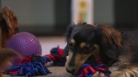 cute dachshund dogs playing with toys