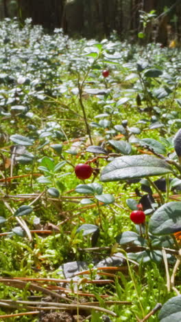 lush green glade with small ripening red berries in sunny forest slow motion. probe lens shot of wonderful wild flora on sunny autumn day macro