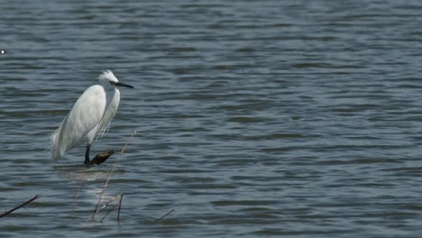facing to the right as the camera slides to the left and zooms out revealing the whole picture, little egret egretta garzetta, thailand