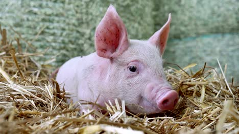 a piglet newborn standing on a straw in the farm. concept of biological , animal health , friendship , love of nature . vegan and vegetarian style . respect for animals.