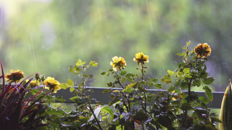 Lluvia-Cayendo-Sobre-Un-Balcón-De-Jardín-Con-Rosas-Amarillas,-Hermoso-Fondo-Verde-Borroso