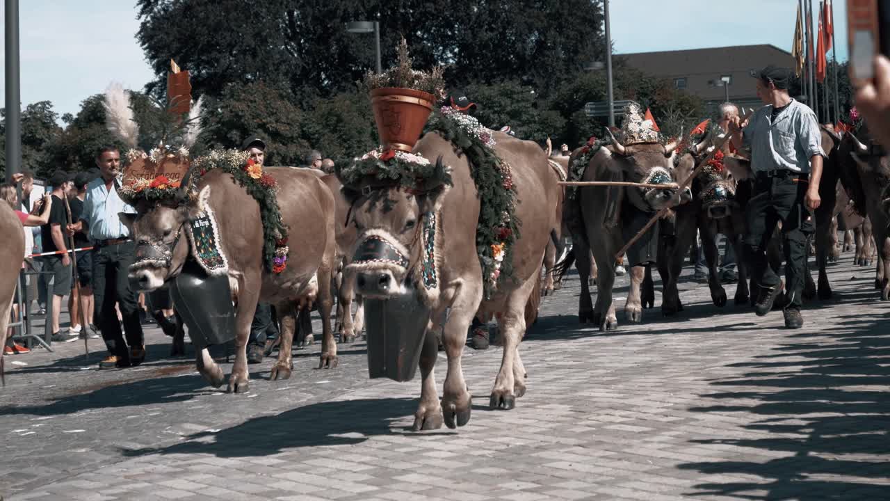 This is the annual Alpabfahrt. You can see the farmers with their cows. They come down from the Alps to spend the winter down in the stables