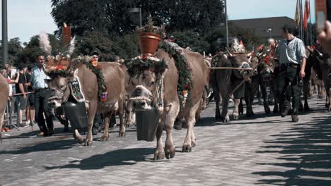 this is the annual alpabfahrt. you can see the farmers with their cows. they come down from the alps to spend the winter down in the stables