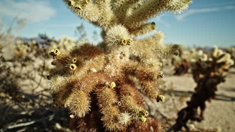 cactus plant in joshua tree national park in california on a partly cloudy day with video dolly moving in a circle in slow motion